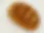 Feuerbrötchen